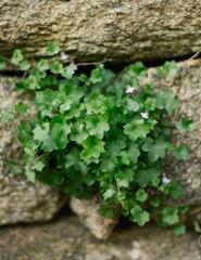 PERCURSO ESPECIAL #12: ENTRE AS PEDRAS DESPONTAM PLANTAS