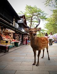 CONVERSA À VOLTA DA CULTURA JAPONESA . Viagem ao Japão