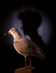 Formiga Atómica: Só Mais Uma Gaivota