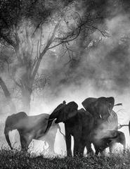 Doclisboa2025 - Terra à Lua | Ghost Elephants