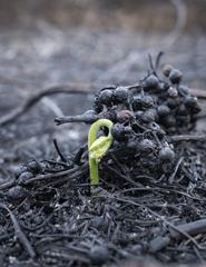 Dói-me o corpo de jazer nessa esperança