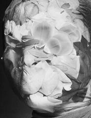 arte total / contrapeso: lea siebrecht