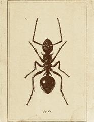 Conversas Com Formigas