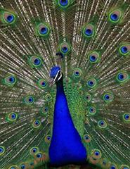 PALÁCIO PIMENTA  - VAMOS PAVONEAR-NOS - OFICINA