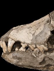 CURSO DE PRIMAVERA - OS OSSOS TAMBÉM FALAM