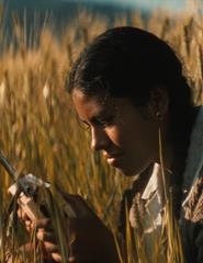 17ª MOSTRA DE CINEMA DA AMÉRICA LATINA- La Hija Condor