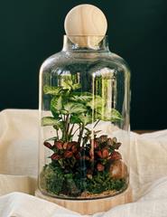 Workshop Terrários