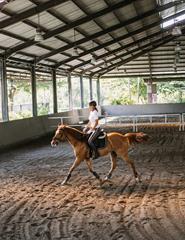 Workshop Hipismo