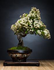 Source image — Oficina de bonsai