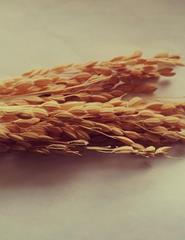 AS VIAGENS DO ARROZ | OFICINA PARA FAMÍLIAS