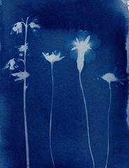 Botanical Cyanotype | Cianotopia botânica