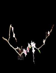 Origami Sakura -  Flores de cerejeira